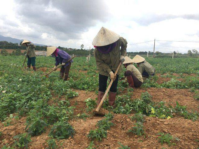 Loài sâm tưởng tuyệt chủng bỗng hồi sinh thần kỳ, dân đút túi tiền tỷ/năm-13