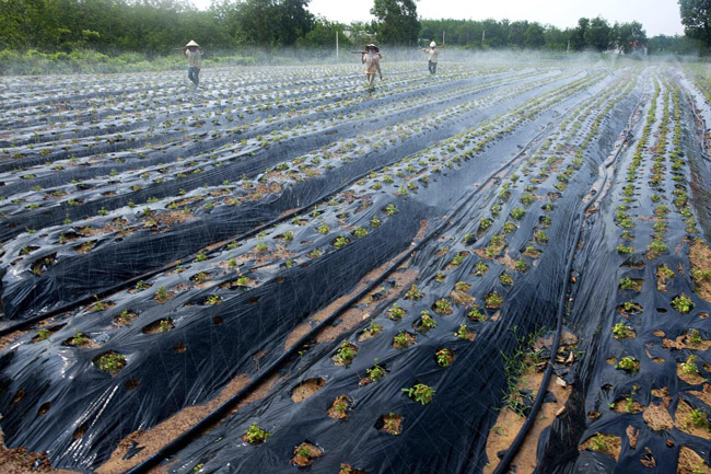 Loài sâm tưởng tuyệt chủng bỗng hồi sinh thần kỳ, dân đút túi tiền tỷ/năm-8