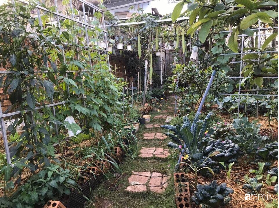 Vườn rau quả tốt tươi đủ loại giúp cả nhà quanh năm được thưởng thức đồ sạch ở Lâm Đồng-1