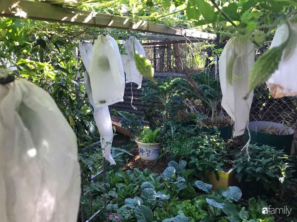 Vườn rau quả tốt tươi đủ loại giúp cả nhà quanh năm được thưởng thức đồ sạch ở Lâm Đồng-2