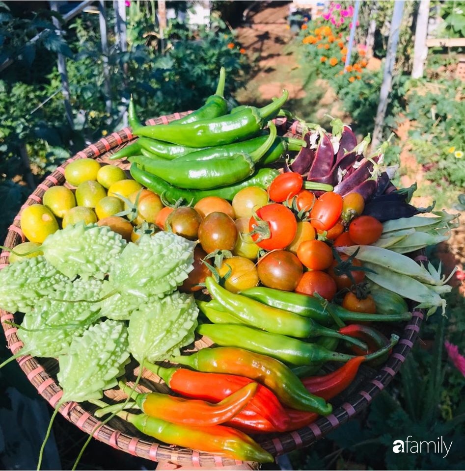 Vườn rau quả tốt tươi đủ loại giúp cả nhà quanh năm được thưởng thức đồ sạch ở Lâm Đồng-3