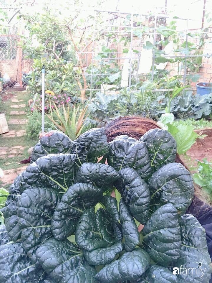 Vườn rau quả tốt tươi đủ loại giúp cả nhà quanh năm được thưởng thức đồ sạch ở Lâm Đồng-9