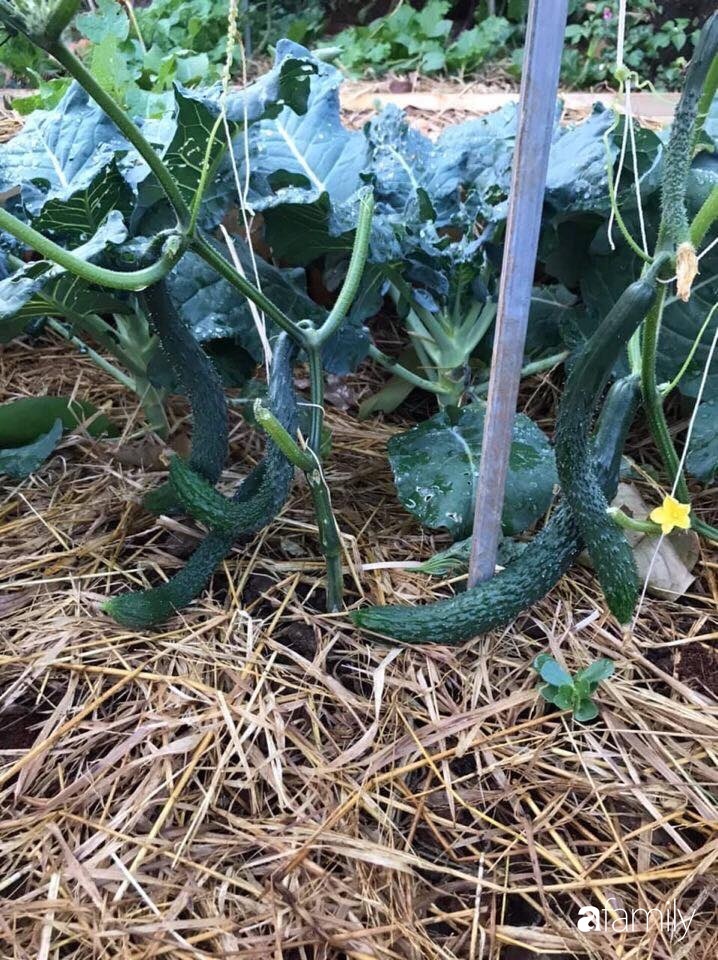 Vườn rau quả tốt tươi đủ loại giúp cả nhà quanh năm được thưởng thức đồ sạch ở Lâm Đồng-14