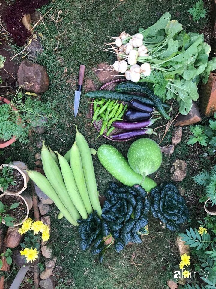 Vườn rau quả tốt tươi đủ loại giúp cả nhà quanh năm được thưởng thức đồ sạch ở Lâm Đồng-18