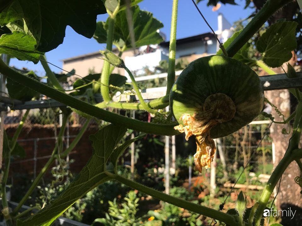 Vườn rau quả tốt tươi đủ loại giúp cả nhà quanh năm được thưởng thức đồ sạch ở Lâm Đồng-21