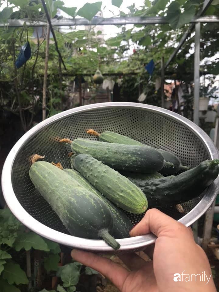 Vườn rau quả tốt tươi đủ loại giúp cả nhà quanh năm được thưởng thức đồ sạch ở Lâm Đồng-22