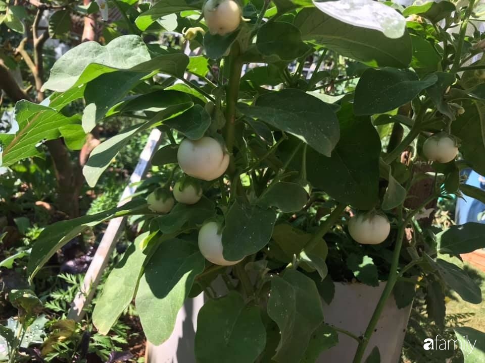 Vườn rau quả tốt tươi đủ loại giúp cả nhà quanh năm được thưởng thức đồ sạch ở Lâm Đồng-23