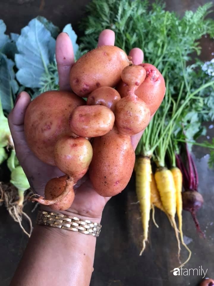 Vườn rau quả tốt tươi đủ loại giúp cả nhà quanh năm được thưởng thức đồ sạch ở Lâm Đồng-24