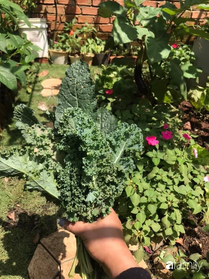 Vườn rau quả tốt tươi đủ loại giúp cả nhà quanh năm được thưởng thức đồ sạch ở Lâm Đồng-34