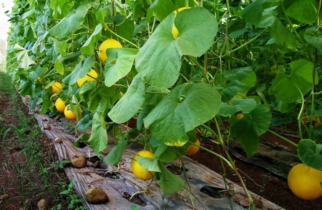 Từ Israel về, trai xứ Thanh làm giàu từ trồng dưa vàng công nghệ cao-5