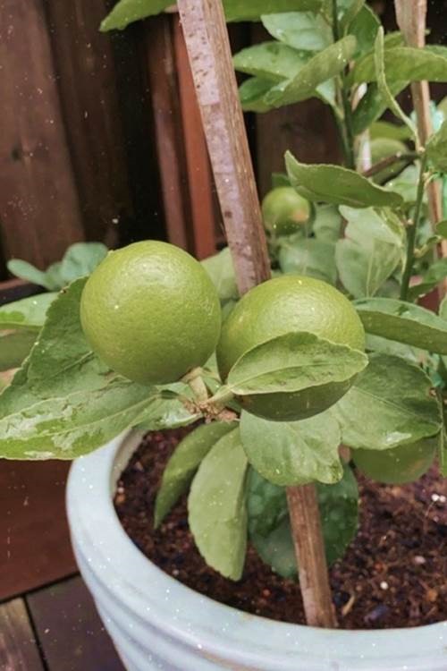 Ở bạch dinh triệu đô Tăng Thanh Hà vẫn tự trồng rau trái, thành quả được mùa sai lúc lỉu-10