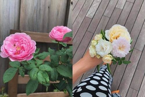 Ở bạch dinh triệu đô Tăng Thanh Hà vẫn tự trồng rau trái, thành quả được mùa sai lúc lỉu-12