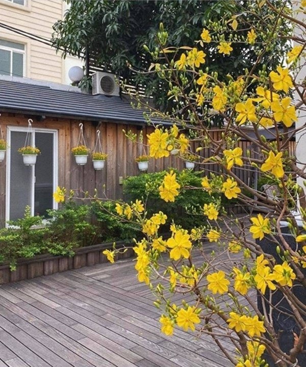 Ở bạch dinh triệu đô Tăng Thanh Hà vẫn tự trồng rau trái, thành quả được mùa sai lúc lỉu-13