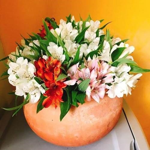 Các loại hoa dễ trồng trong chậu giúp hô biến nhà thêm rực rỡ, vạn người mê-2