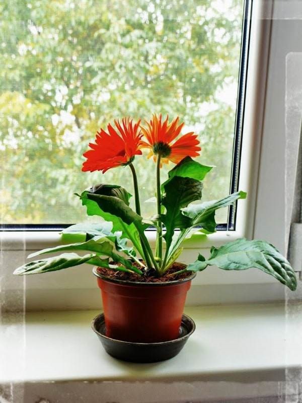 Các loại hoa dễ trồng trong chậu giúp hô biến nhà thêm rực rỡ, vạn người mê-3