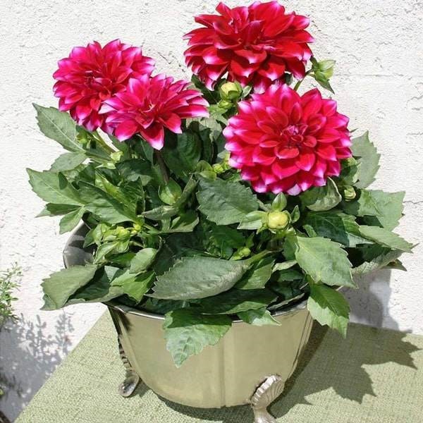 Các loại hoa dễ trồng trong chậu giúp hô biến nhà thêm rực rỡ, vạn người mê-6