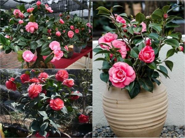 Các loại hoa dễ trồng trong chậu giúp hô biến nhà thêm rực rỡ, vạn người mê-9