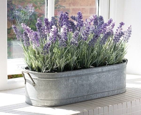 8 loại cây trồng trong phòng ngủ làm sáng bừng không gian, cải thiện giấc ngủ-7