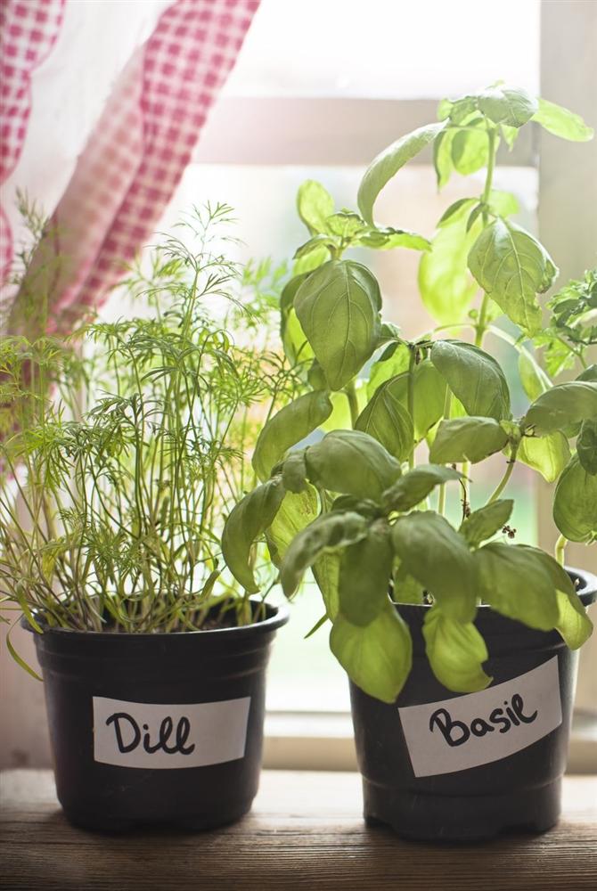 Gợi ý 9 loại cây cảnh tốt nhất có thể trồng trong nhà bếp để làm sáng không gian nhà bạn-2