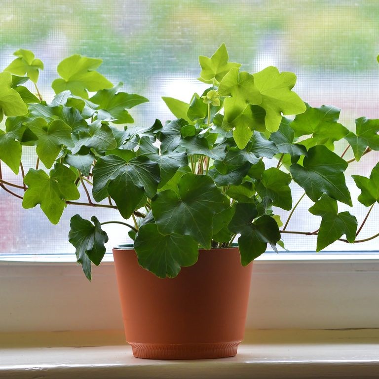 Gợi ý 9 loại cây cảnh tốt nhất có thể trồng trong nhà bếp để làm sáng không gian nhà bạn-3