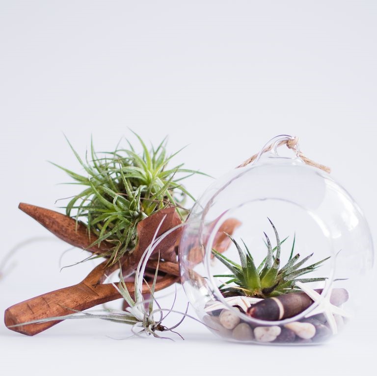 Gợi ý 9 loại cây cảnh tốt nhất có thể trồng trong nhà bếp để làm sáng không gian nhà bạn-5