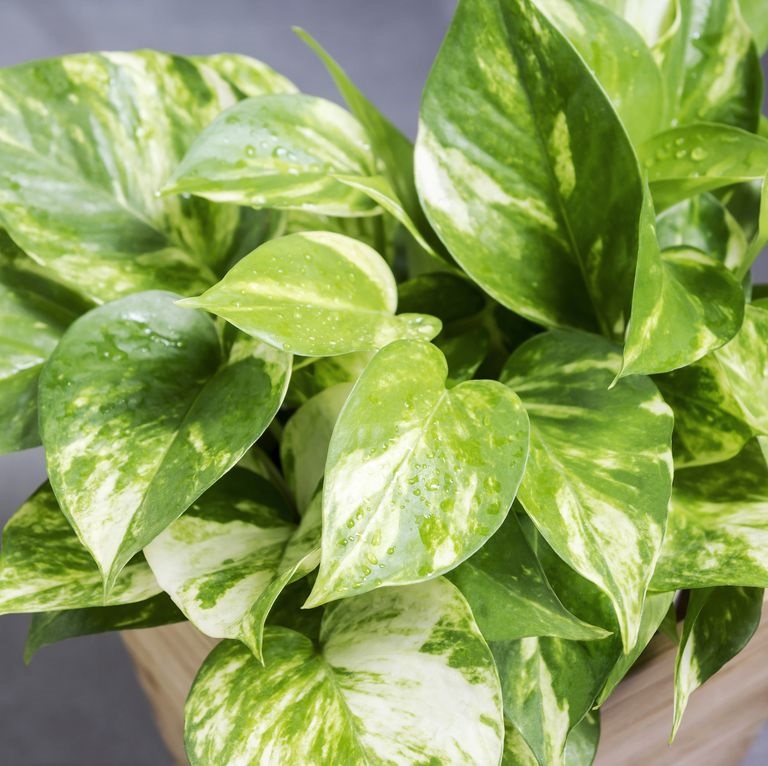 Gợi ý 9 loại cây cảnh tốt nhất có thể trồng trong nhà bếp để làm sáng không gian nhà bạn-6