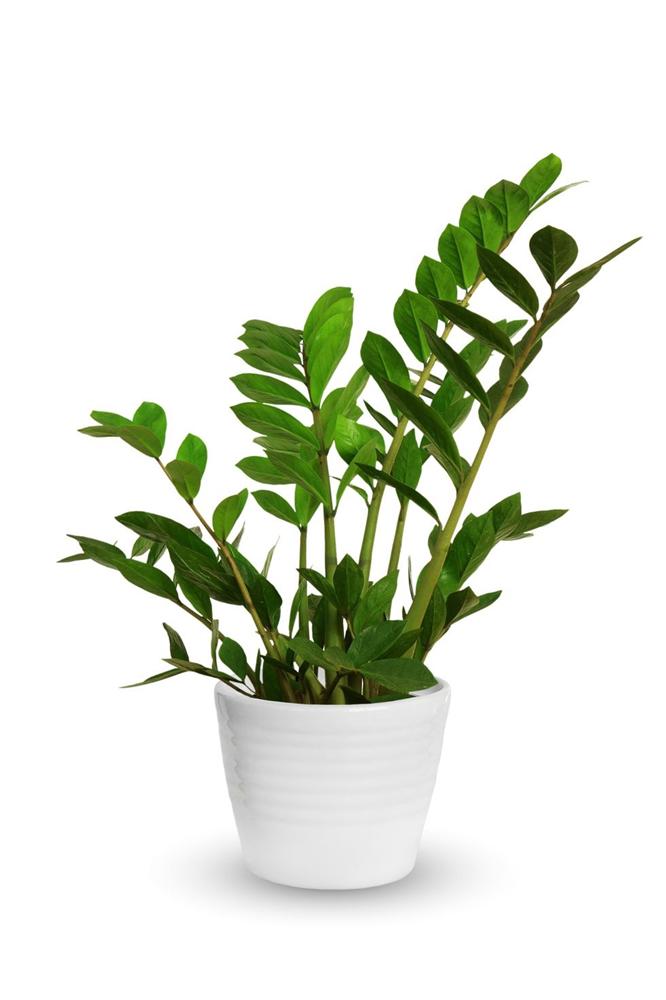 Gợi ý 9 loại cây cảnh tốt nhất có thể trồng trong nhà bếp để làm sáng không gian nhà bạn-7