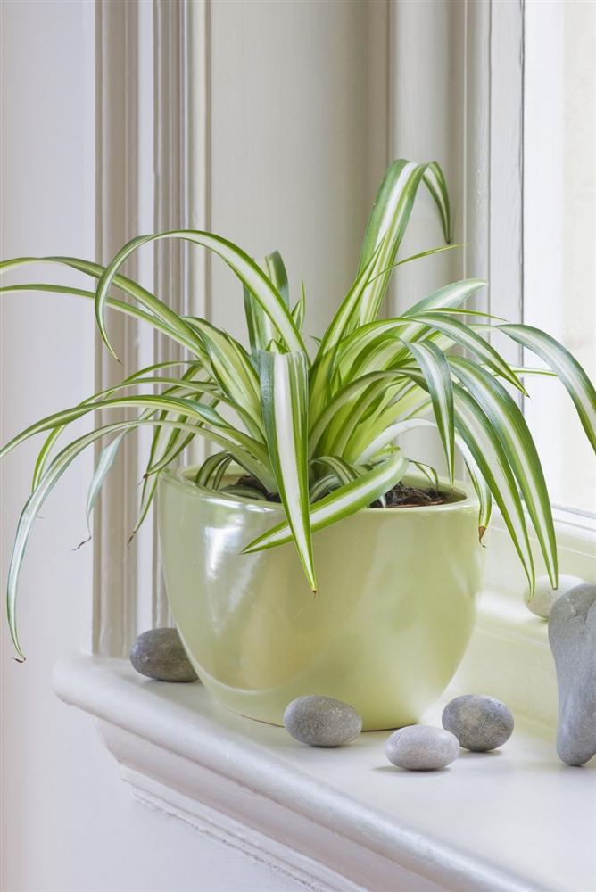 Gợi ý 9 loại cây cảnh tốt nhất có thể trồng trong nhà bếp để làm sáng không gian nhà bạn-8