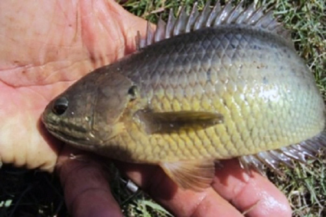 Tránh sập bẫy gian thương, đây là cách nhận diện rô đồng và rô nuôi-2