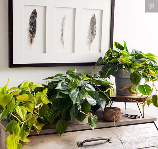 5 loại cây cảnh cực dễ trồng, nhà thiếu ánh sáng mấy cũng xanh tốt-1