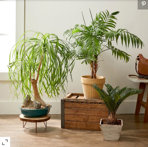 5 loại cây cảnh cực dễ trồng, nhà thiếu ánh sáng mấy cũng xanh tốt-3