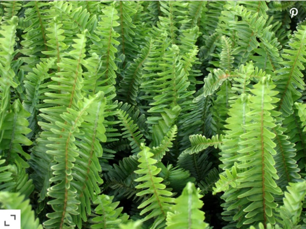 5 loại cây cảnh cực dễ trồng, nhà thiếu ánh sáng mấy cũng xanh tốt-4