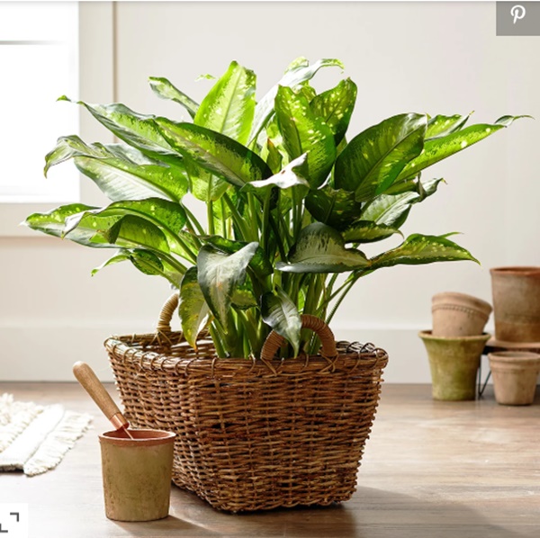 5 loại cây cảnh cực dễ trồng, nhà thiếu ánh sáng mấy cũng xanh tốt-5