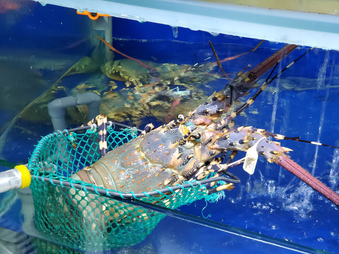 Chuyện hiếm thấy: Tôm hùm xanh xuống đường, giá chỉ còn 159.000 đồng/con-4