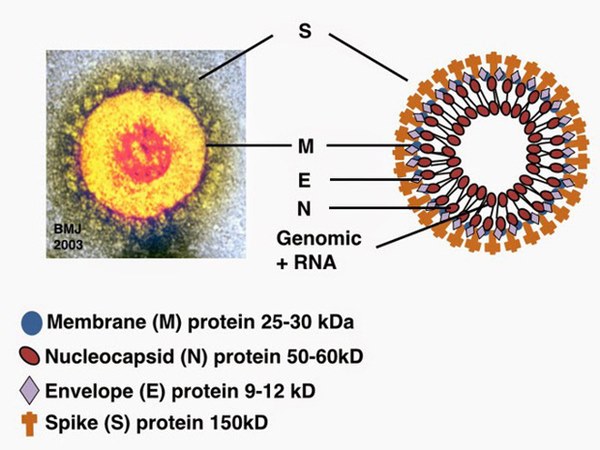 Đi tìm lời giải cho độc tính của virus corona: Khi nào chúng gây chết người, khi nào chỉ gây cúm?-2
