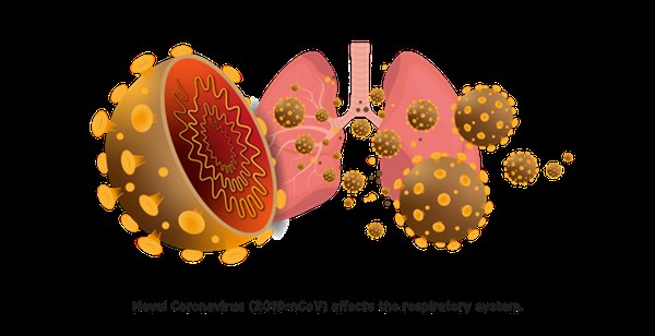Đi tìm lời giải cho độc tính của virus corona: Khi nào chúng gây chết người, khi nào chỉ gây cúm?-3