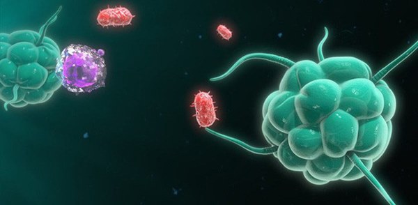 Đi tìm lời giải cho độc tính của virus corona: Khi nào chúng gây chết người, khi nào chỉ gây cúm?-4