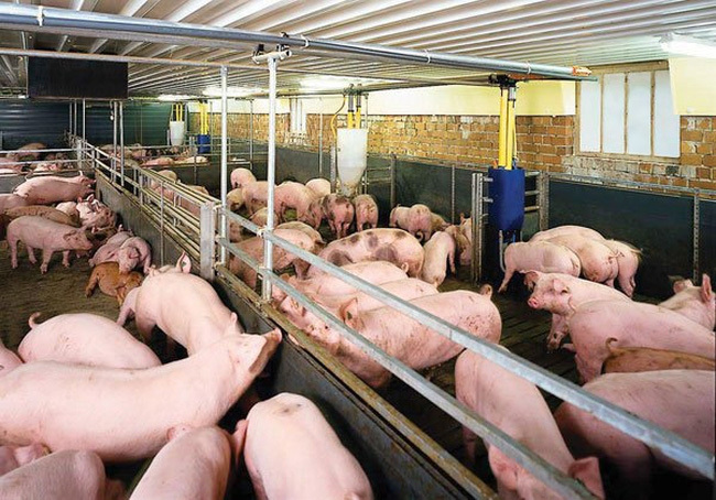 Ăn lãi rất cao, Bộ trưởng yêu cầu tiếp tục giảm giá thịt lợn-1