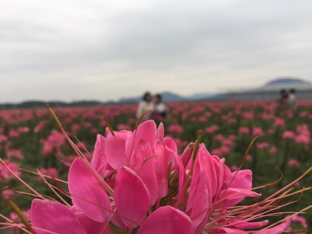 Có bồ chưa chắc đã sướng: Nhờ chụp ảnh kiểu gì cũng nghiêng bên nọ lệch bên kia, ngoài mặt mờ ra thì chỗ nào cũng nét-8