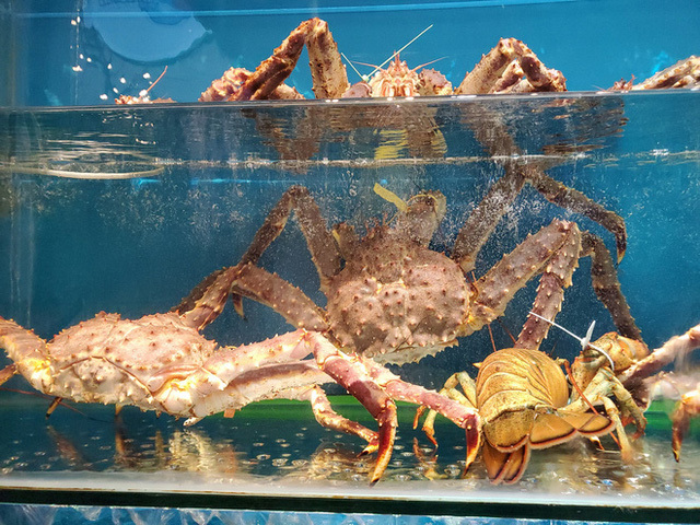 Sau tôm hùm, cua Hoàng đế ở Hà Nội giảm giá sốc-2