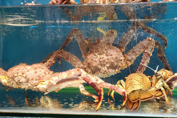 Không chỉ ở Việt Nam, tôm hùm đang ế ẩm đợi giải cứu khắp nơi-2