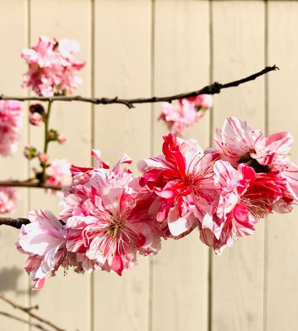 Hé lộ không gian nhà vườn của ca sĩ Trúc Linh ở trời Tây-5