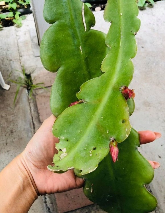 Hé lộ không gian nhà vườn của ca sĩ Trúc Linh ở trời Tây-8