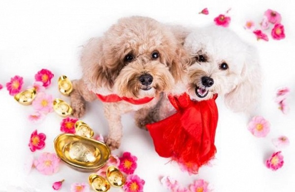 Con giáp nhận lộc tiền tài rải đều cả năm, sớm muộn gì cũng thành công, phát tài-1