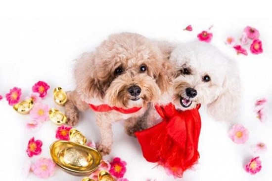 Con giáp nhận lộc tiền tài rải đều cả năm, sớm muộn gì cũng thành công, phát tài