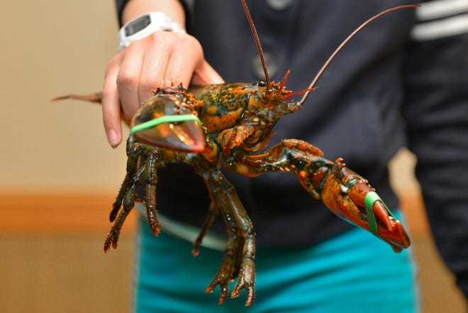 Không chỉ ở Việt Nam, tôm hùm đang ế ẩm đợi giải cứu khắp nơi-1
