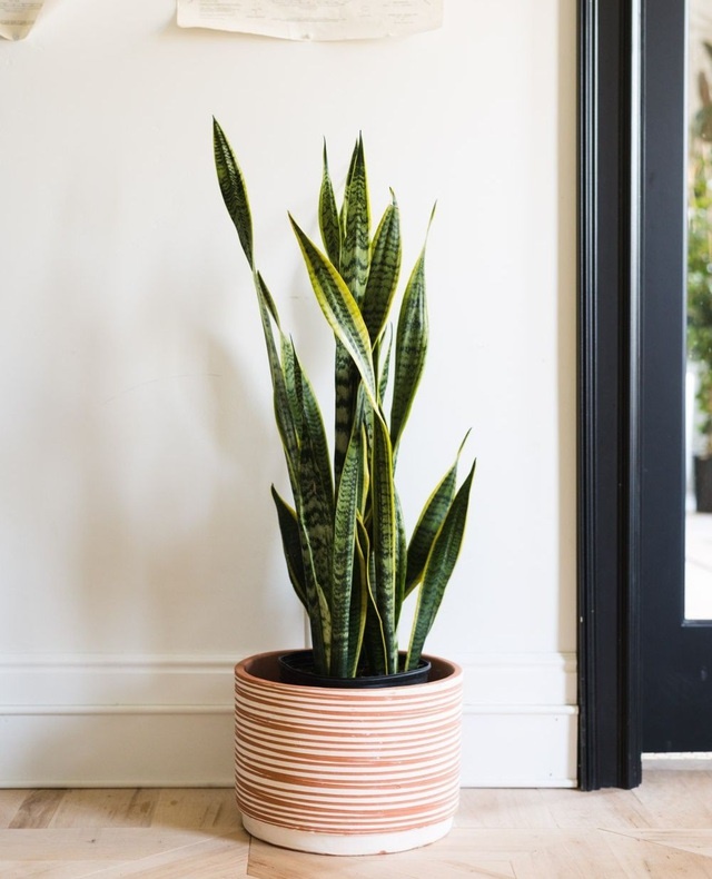 Trồng ngay 5 loại cây này trong nhà, vừa hút khí độc vừa làm đẹp không gian-2