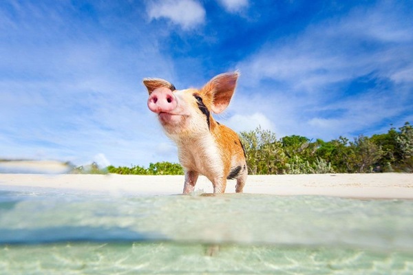 Thần tài mỉm cười, cát tinh chiếu mệnh giúp 3 con giáp sau cả đời giàu sang phú quý, không biết khổ là gì-2