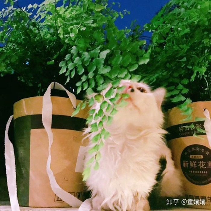 Vì bà bạn trai sắp lên thăm, cô gái lấy động lực biến ban công cũ thành góc sống ảo ai nhìn thấy cũng xin chụp ké-10