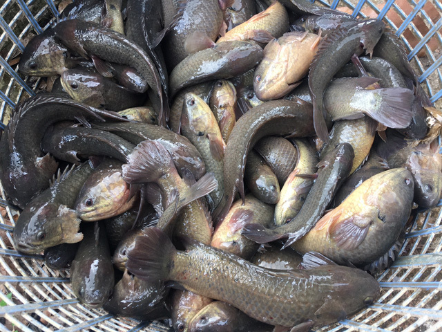 Distinguishing wild and farmed fish by just 1 point, avoiding trade traps-1